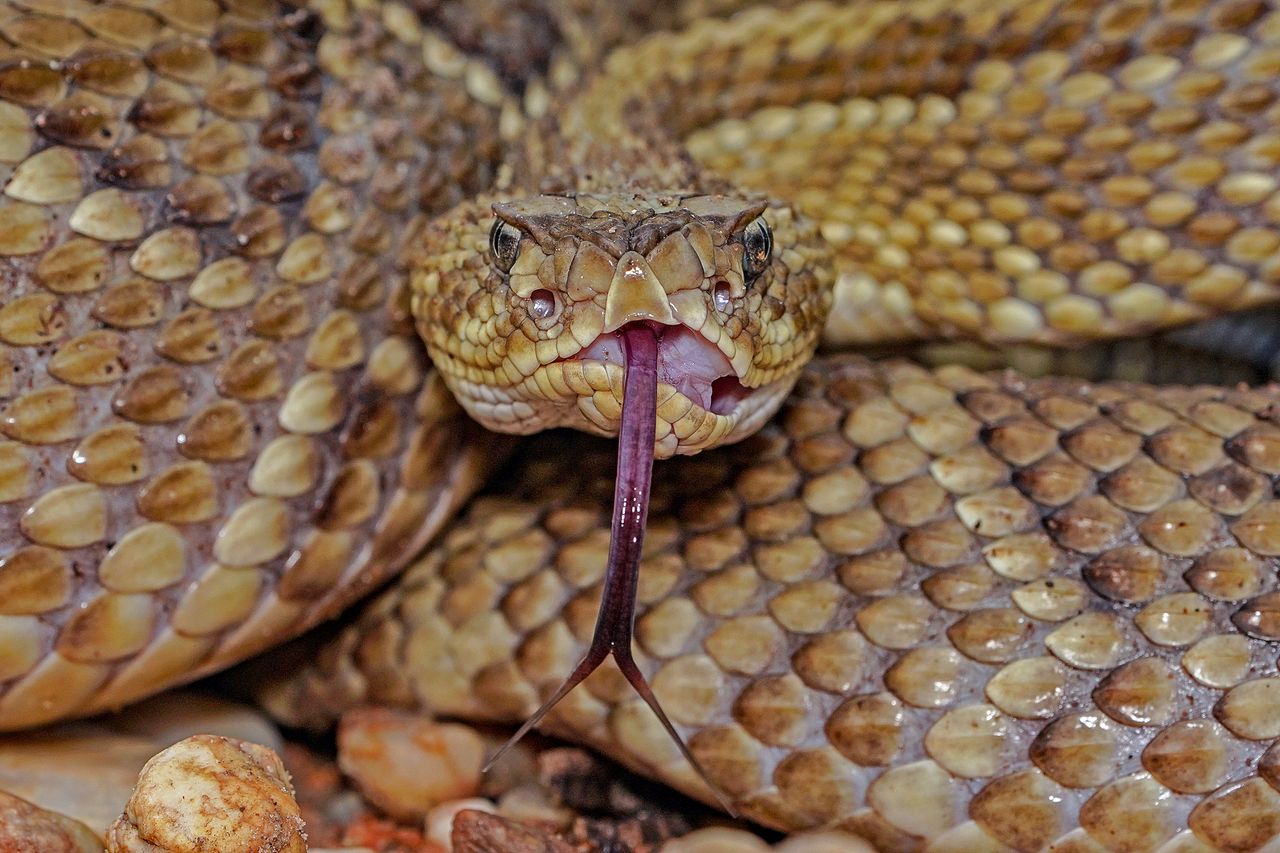 Western rattlesnake coiled on a rocky hiking trail